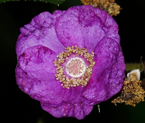 {Rubus odoratus}